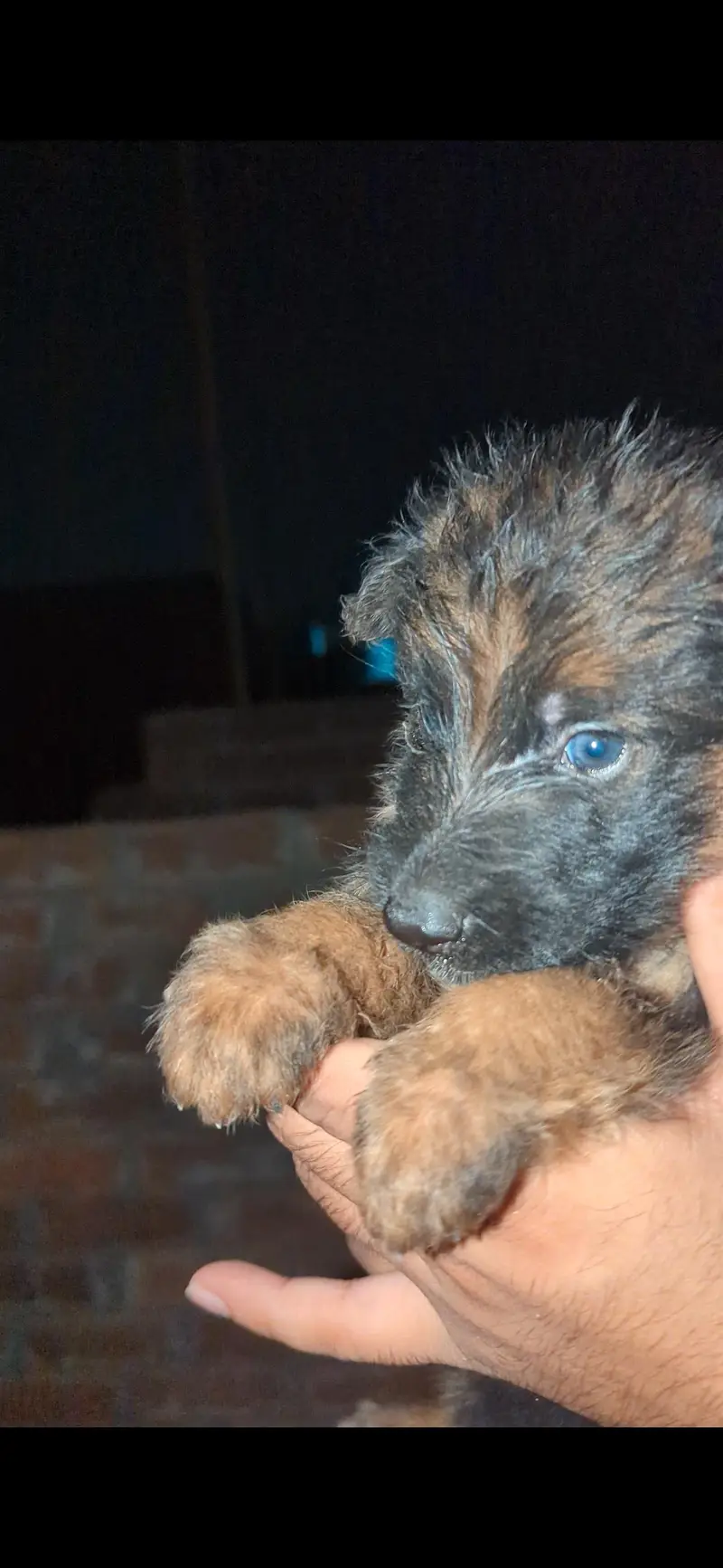 German shepherd Puppies for sale — photo 4