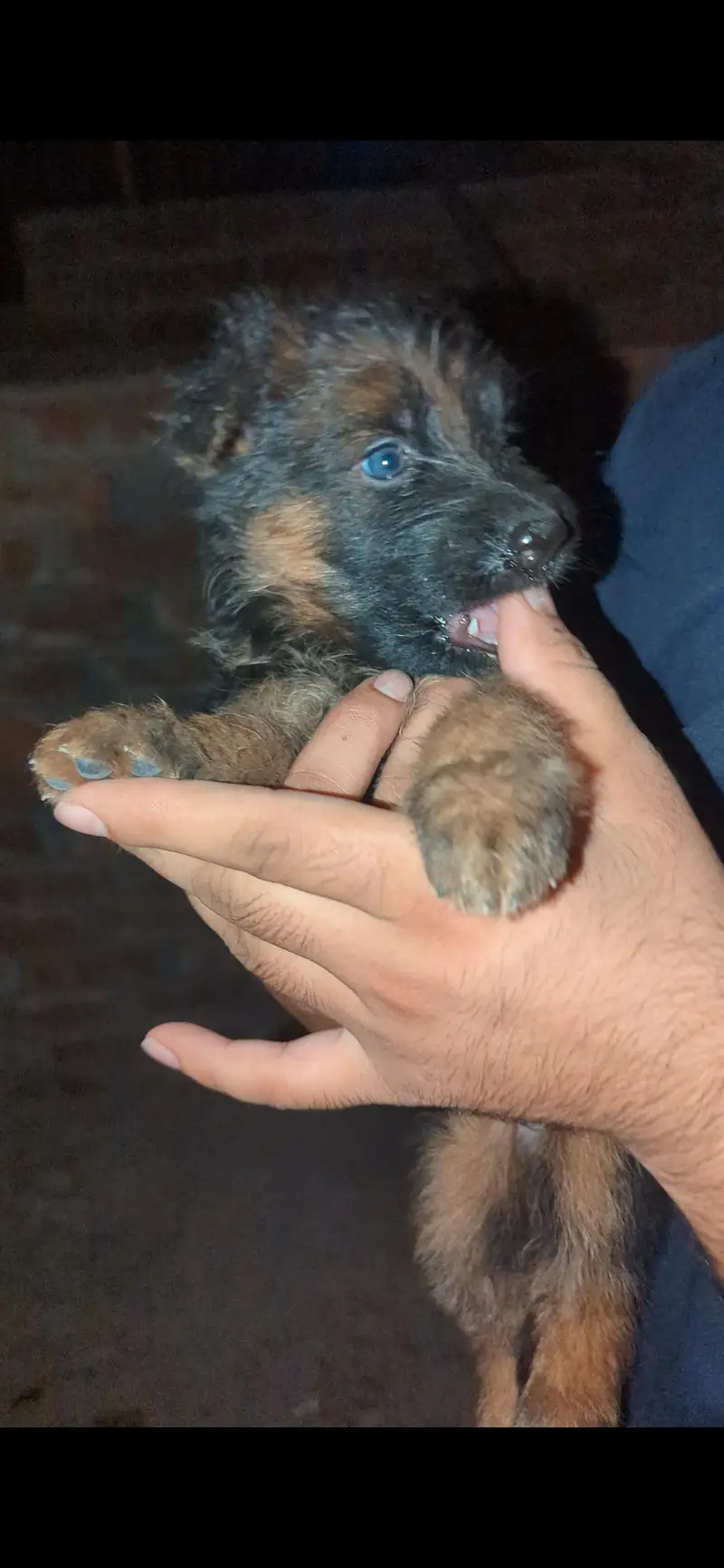 German shepherd Puppies for sale — photo 5