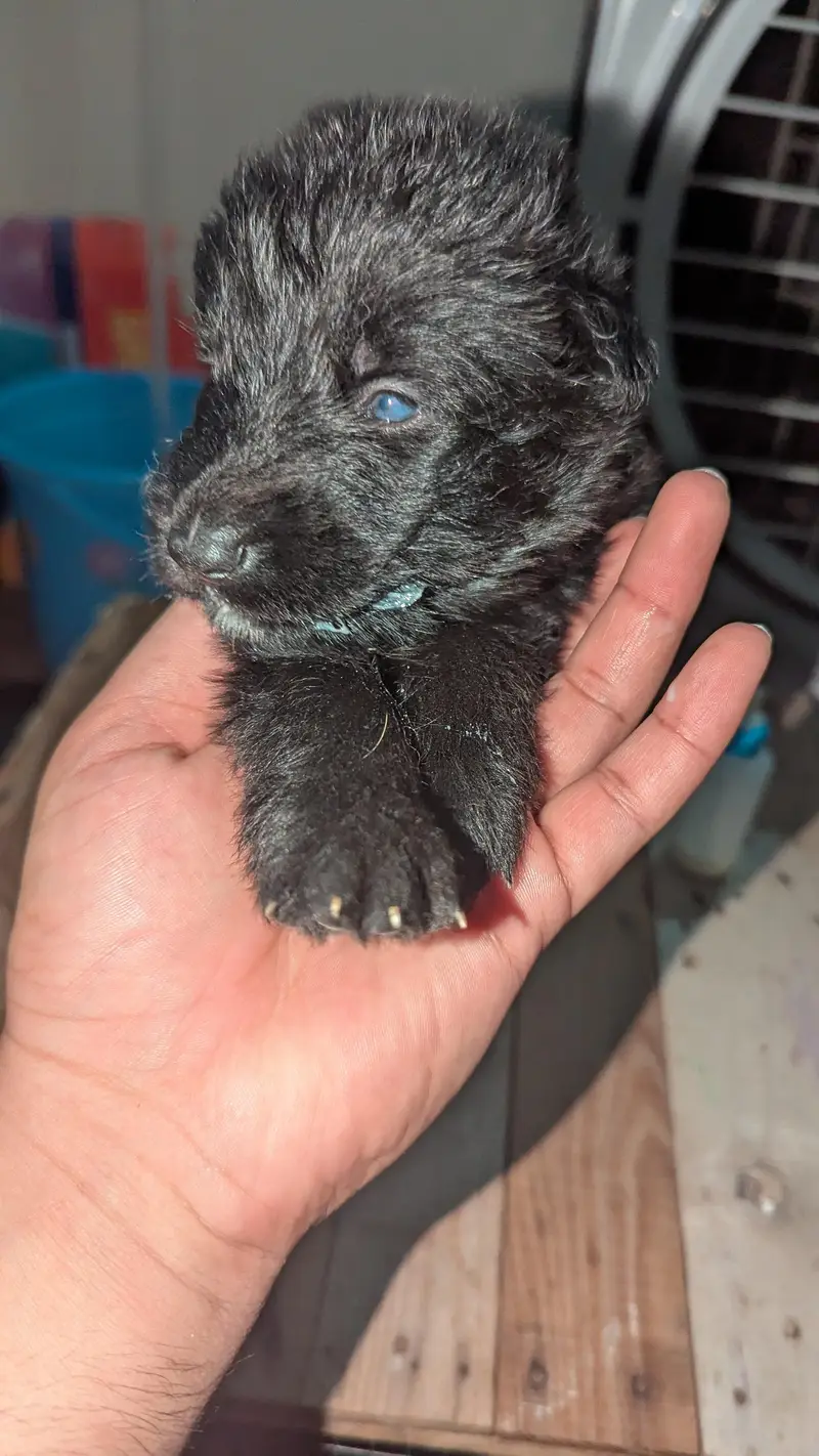 German shepherd Puppies for sale — photo 6