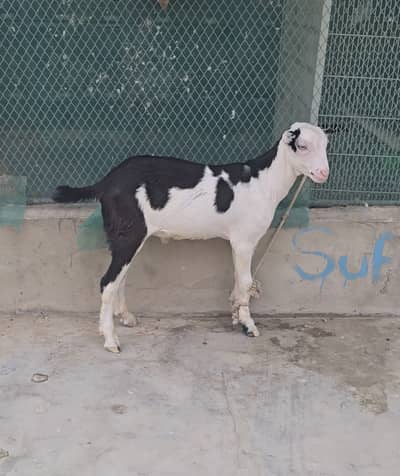 gulabi teddy ablak tedda bakra(bakri breeder) goat