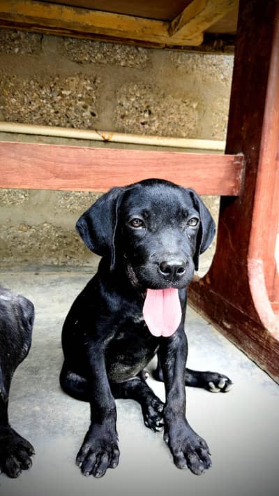 Cane Corso male puppies available for sale