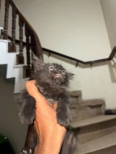 White or black cat for sell.  male and female