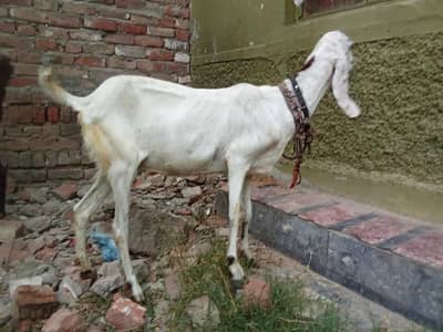Cross bakri 03145387877