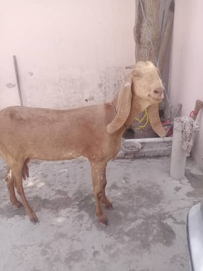 golden bakri
