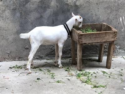 gulabi Tedda pure white