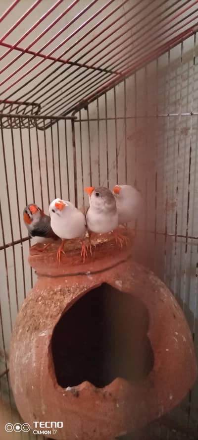 Finches 5 pcs