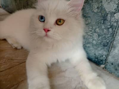 Turkish angora mix persian