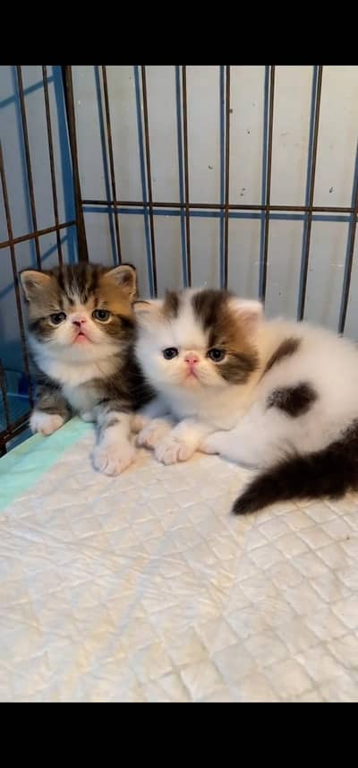 Quality Persian Punch face cat & kittens 03495425573 WhatsApp