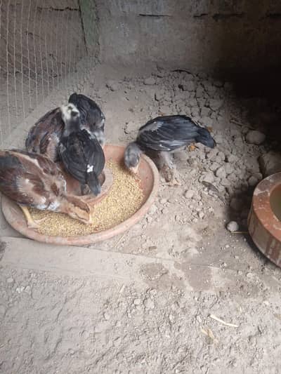 Aseel chicks Forsale