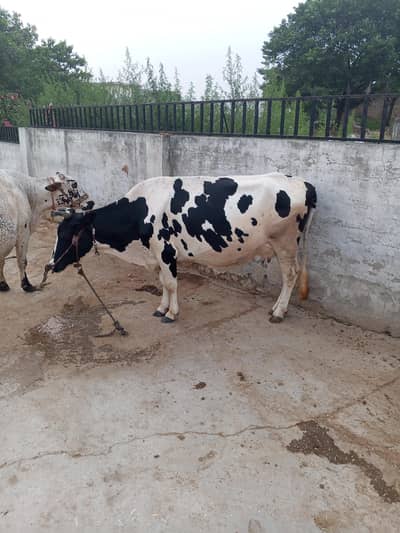 cow and bachri