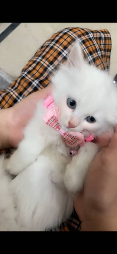 Triple Coat Persian Cat 1.5mon old