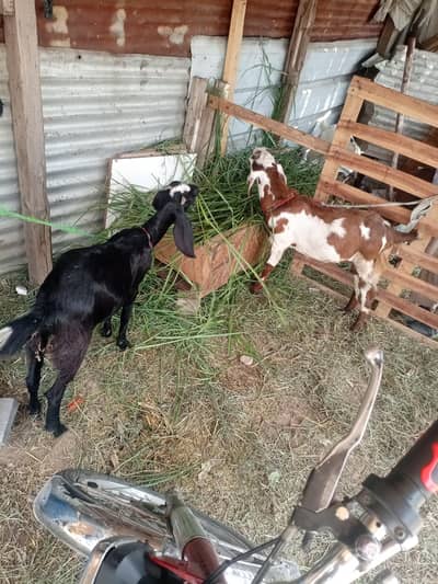 goats