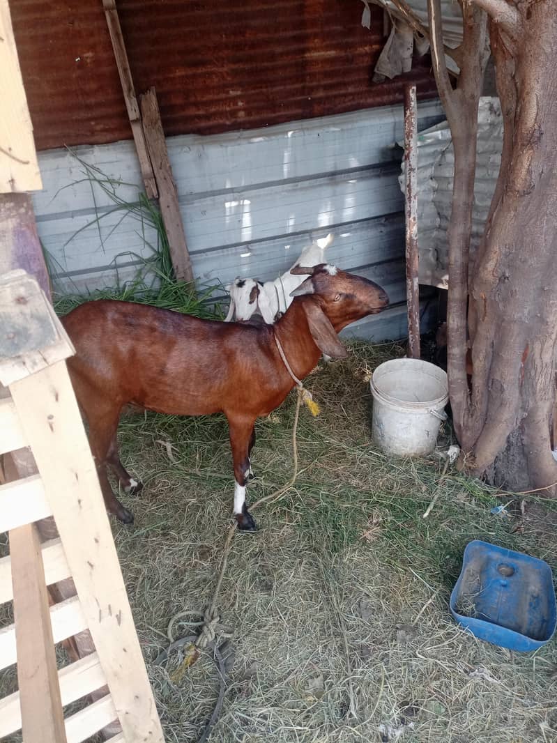 goats 1