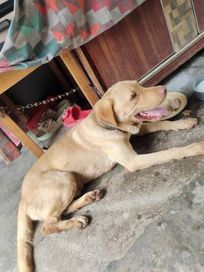 very good dog