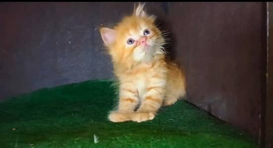 Persian kittens extreme punch and punch face triple coat blue eyes