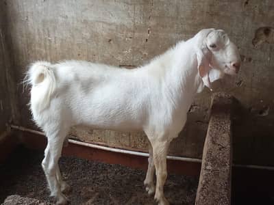 breeder gulabi tapra