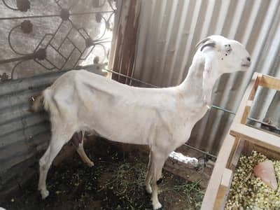 dhoodh wali Bakri