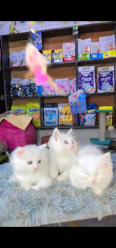 Quality Persian Punch face cat & kittens 03495425573 WhatsApp