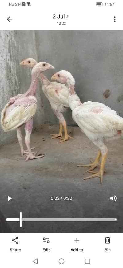 Heera White Paty Fore Sale