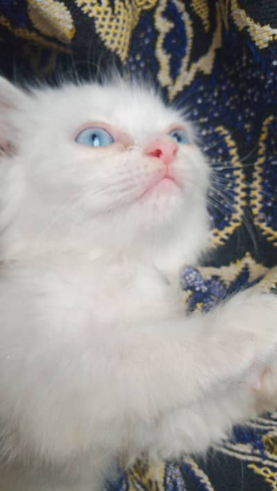 Healthy & Playful Pet Cat – Urgent Sale 