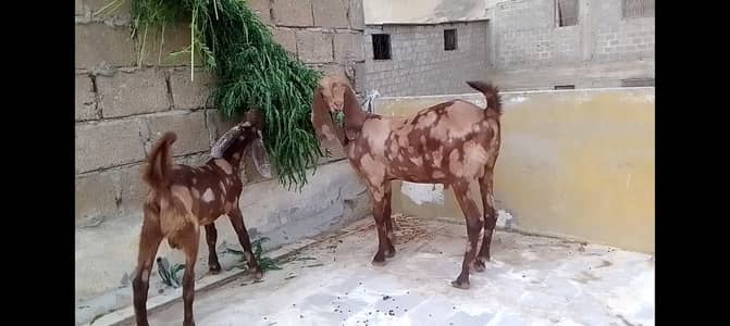 khassi jumbo size