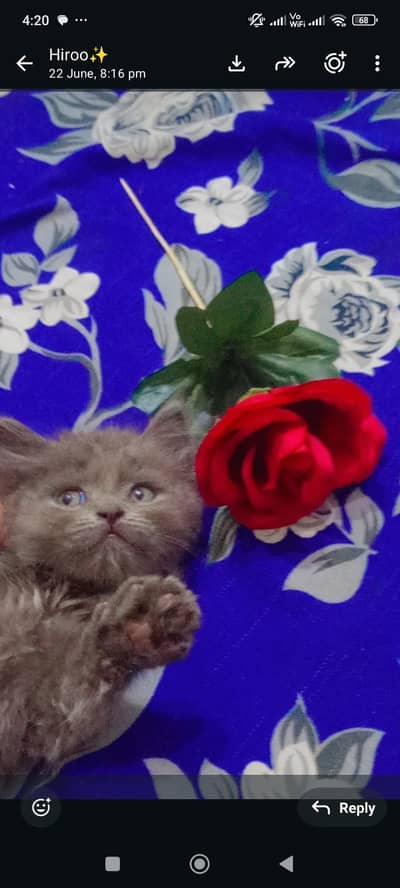 kitten persian