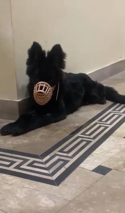 German shepherd black