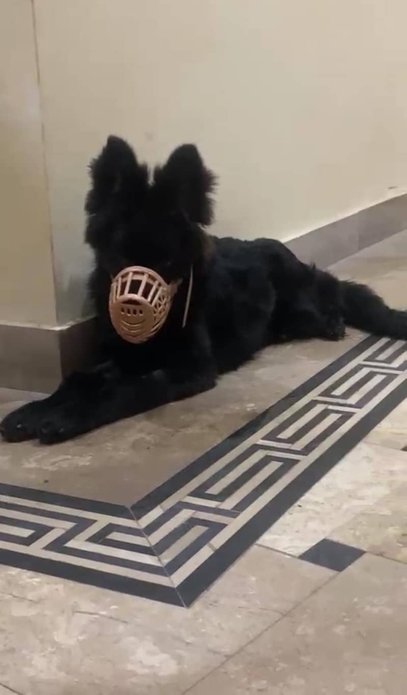 German shepherd black 0