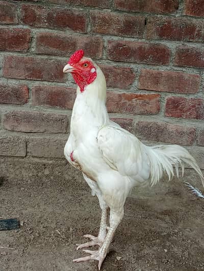 Herra aseel chicks