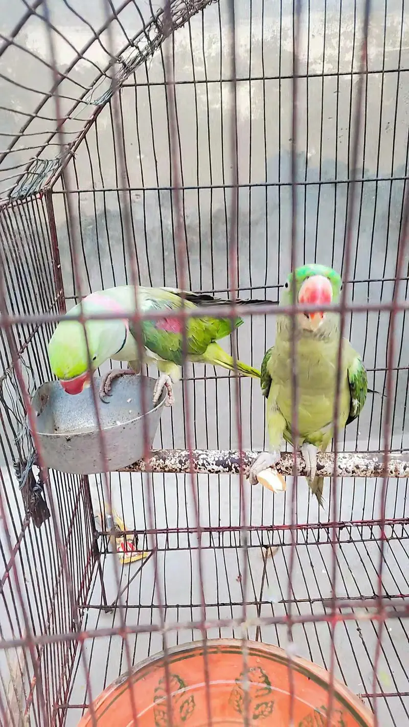 Kashmiri Raw Pair