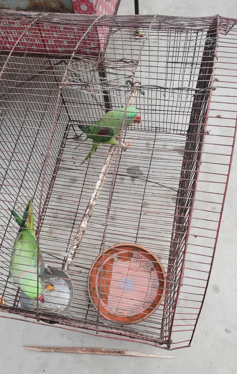 Kashmiri Raw Pair — photo 2