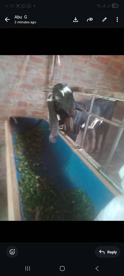 Betal bakra brider for sall only call 03004363720