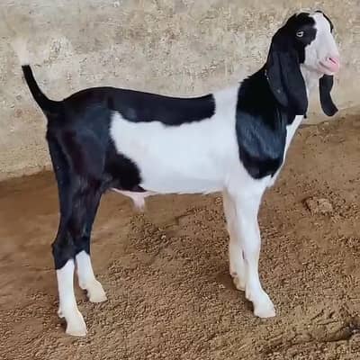 Desi Gulabi Breed Bakra For Sale