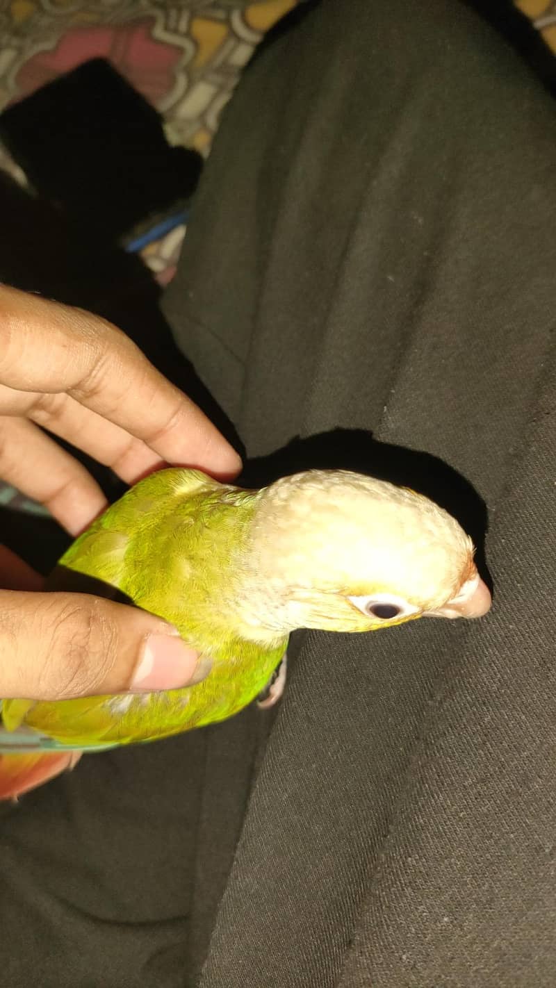 conure pineaple self chick 7