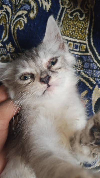 Beautiful Friendly Cat Looking for a Loving Home