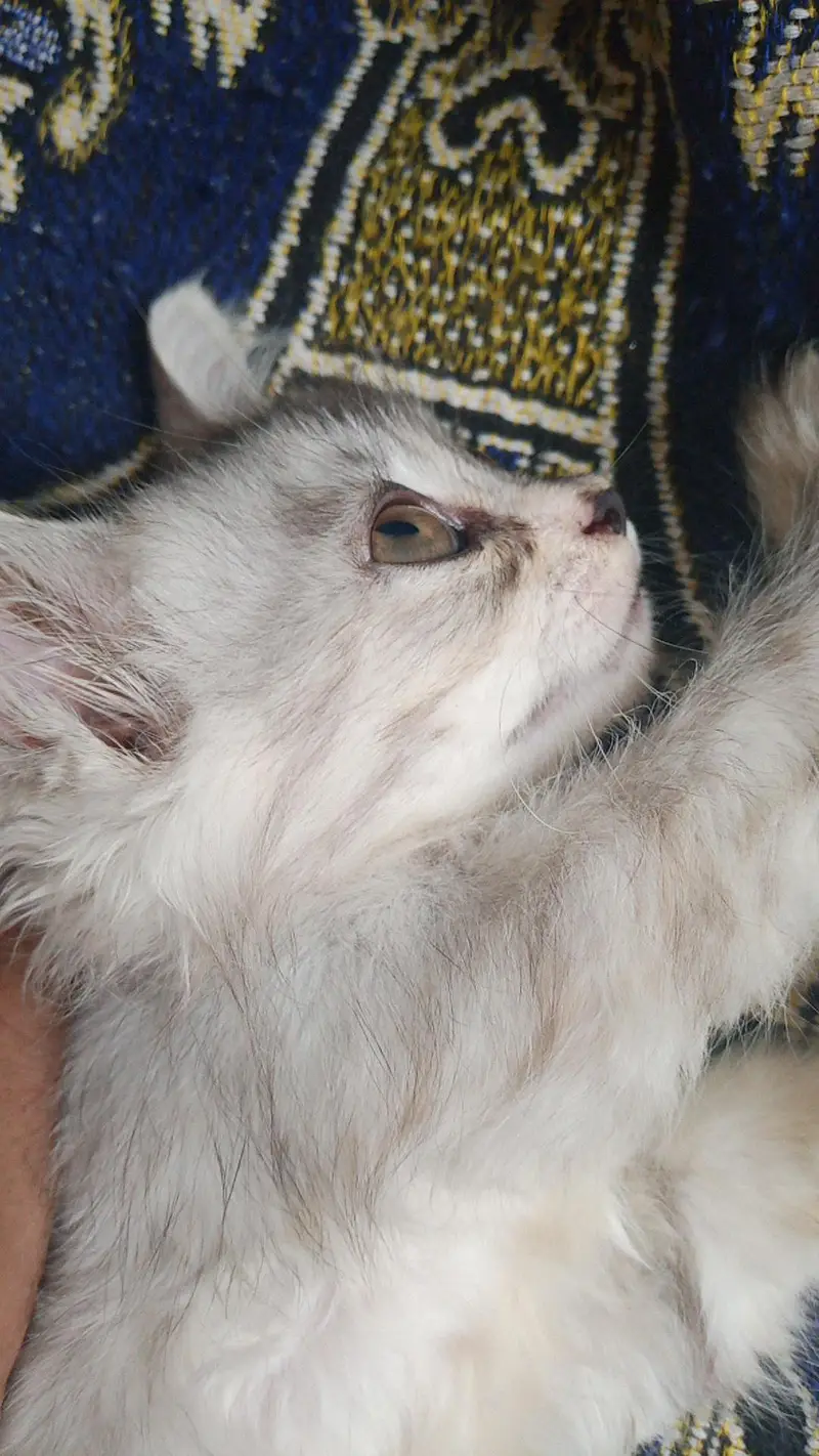 Beautiful Friendly Cat Looking for a Loving Home — photo 2