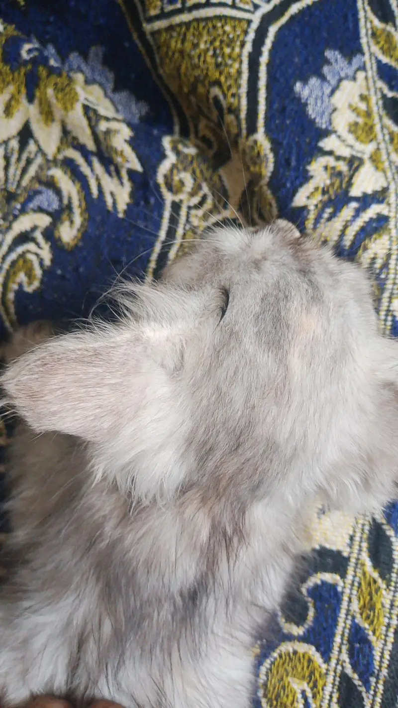 Beautiful Friendly Cat Looking for a Loving Home — photo 3