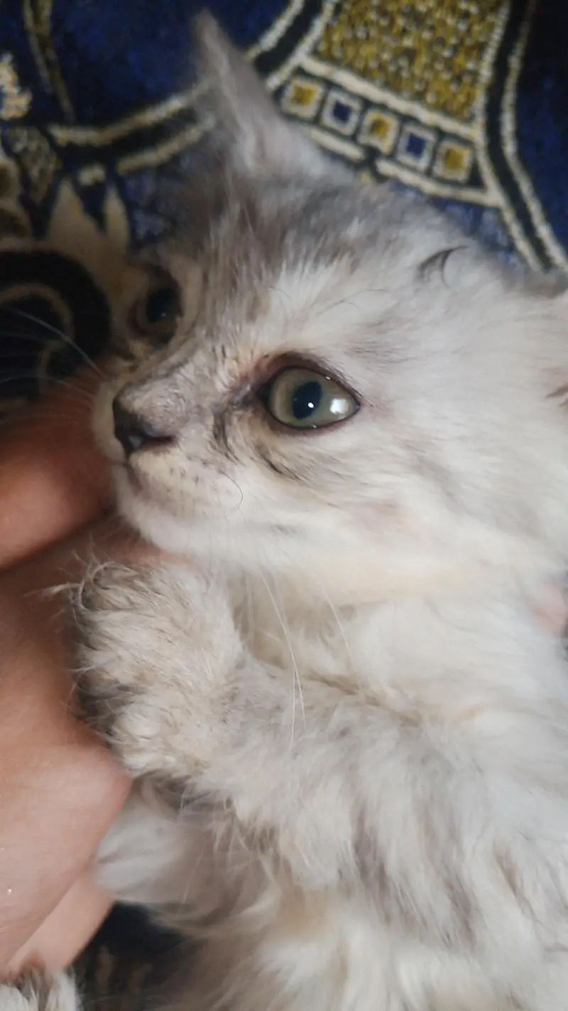 Beautiful Friendly Cat Looking for a Loving Home — photo 4