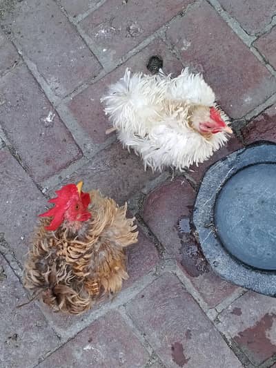 Frizzle bantam breeder pair