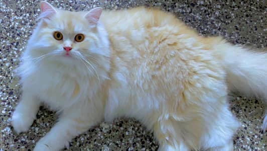 Cat sale