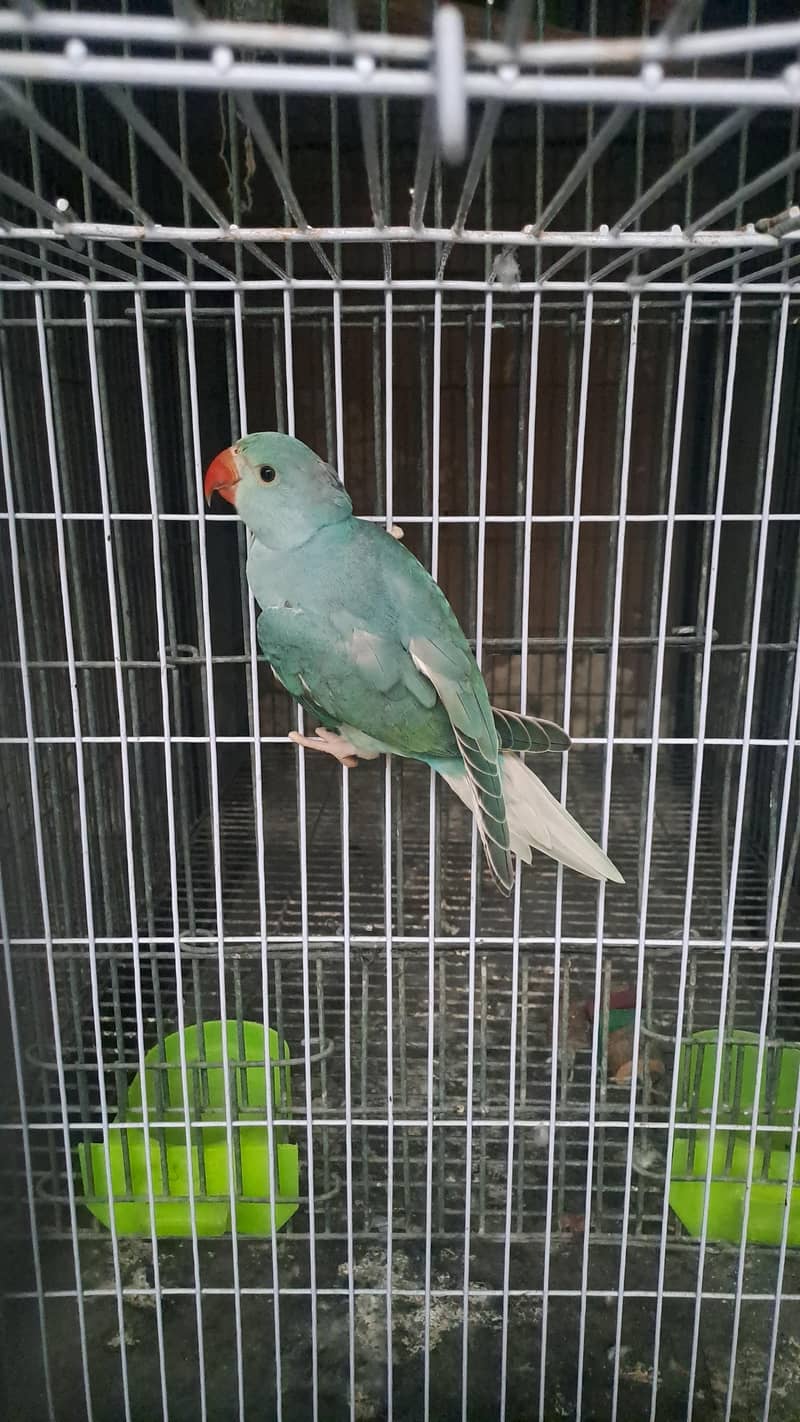blue ct ringneck 0