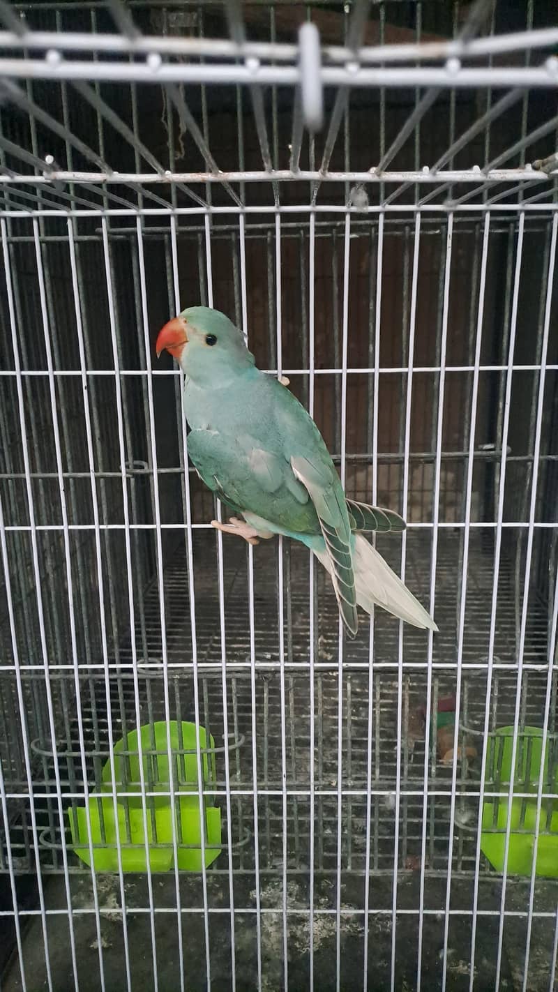 blue ct ringneck 1