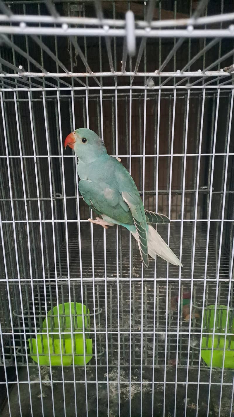blue ct ringneck 2