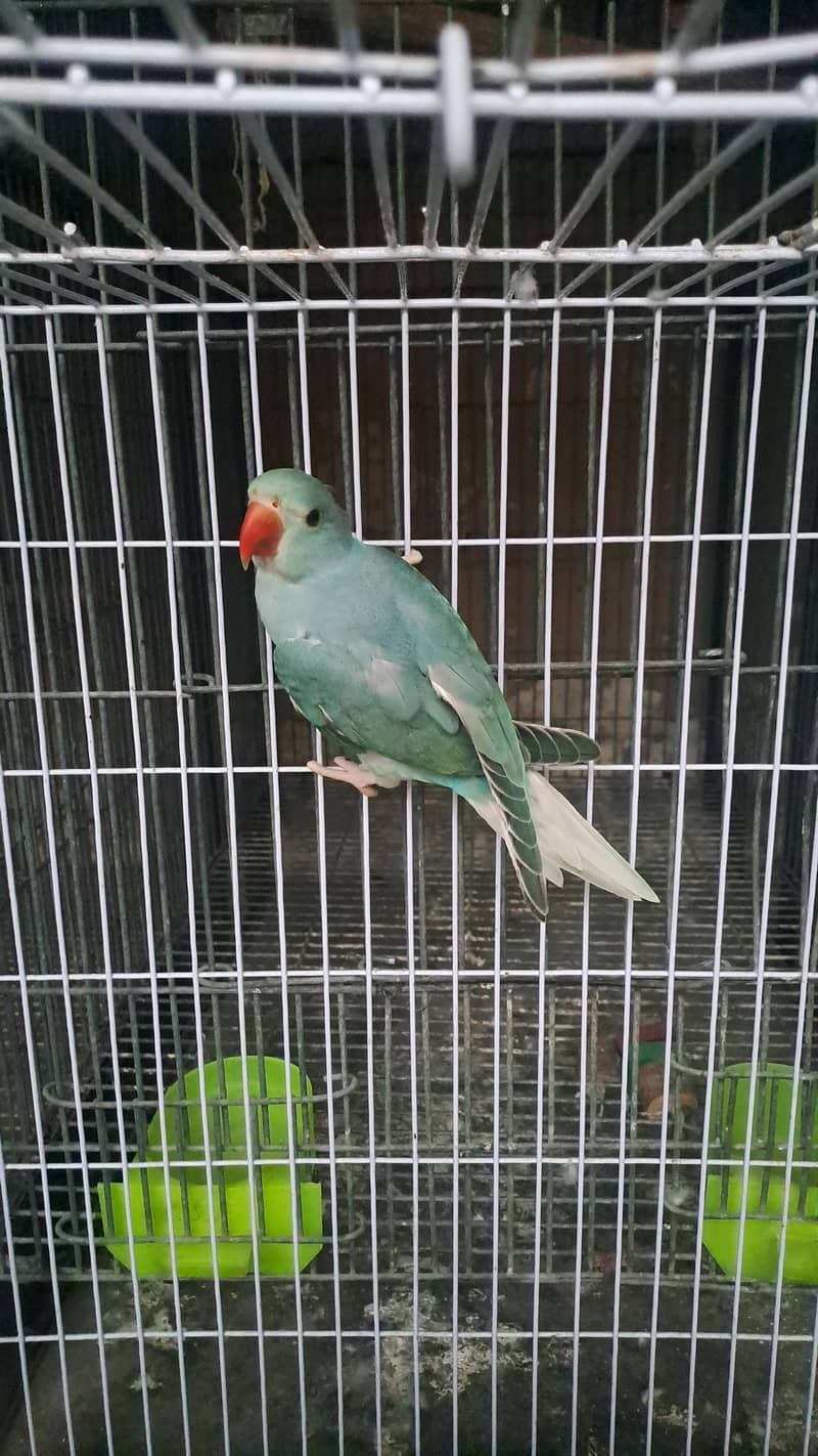 blue ct ringneck 3