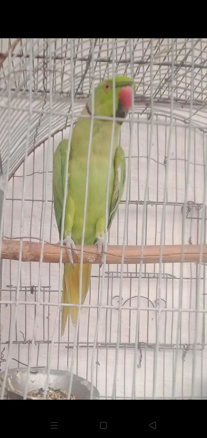 ringneck parrot and Alexandria parrot (Pahari toty)