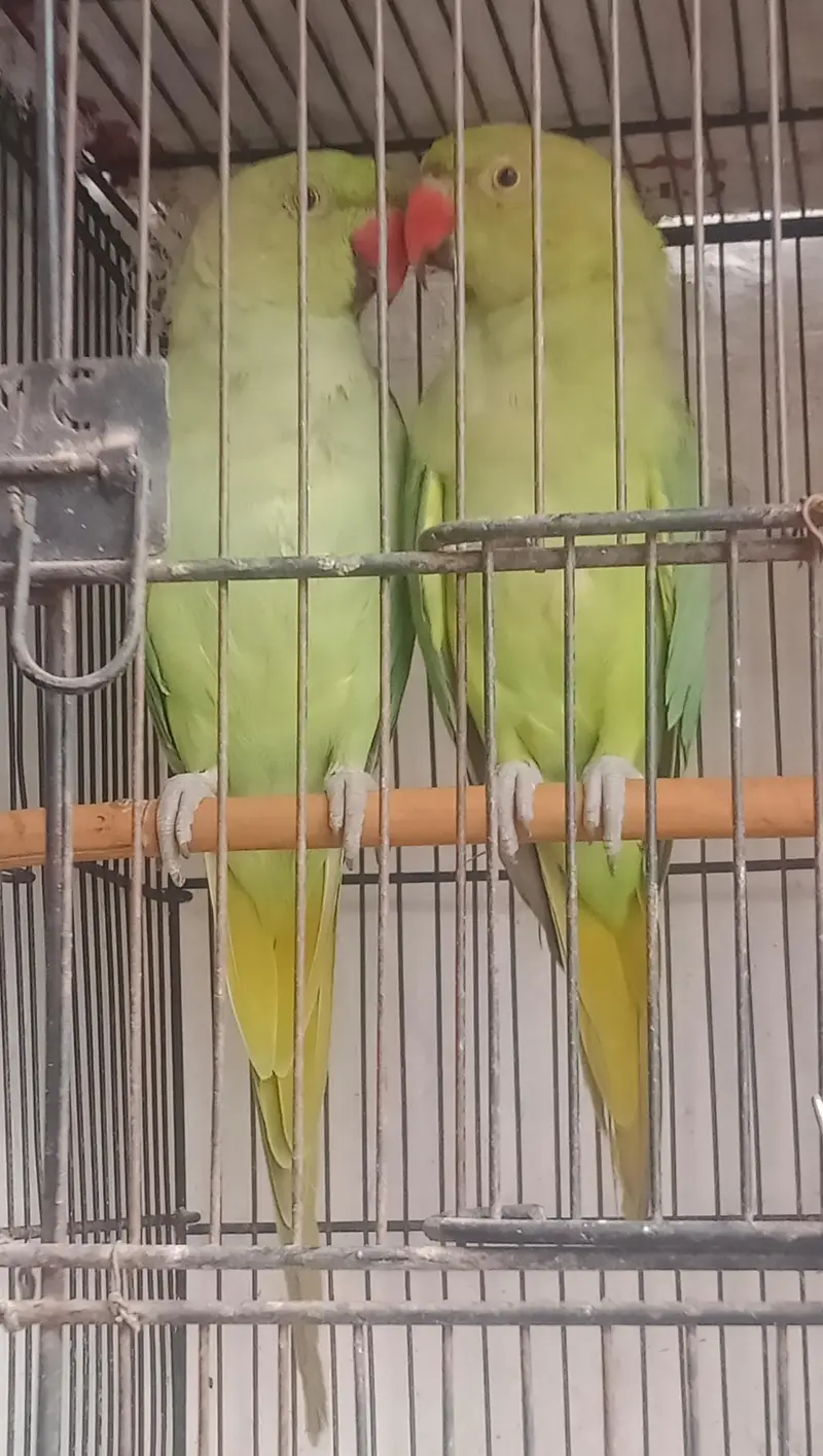 ringneck parrot and Alexandria parrot (Pahari toty) — photo 2