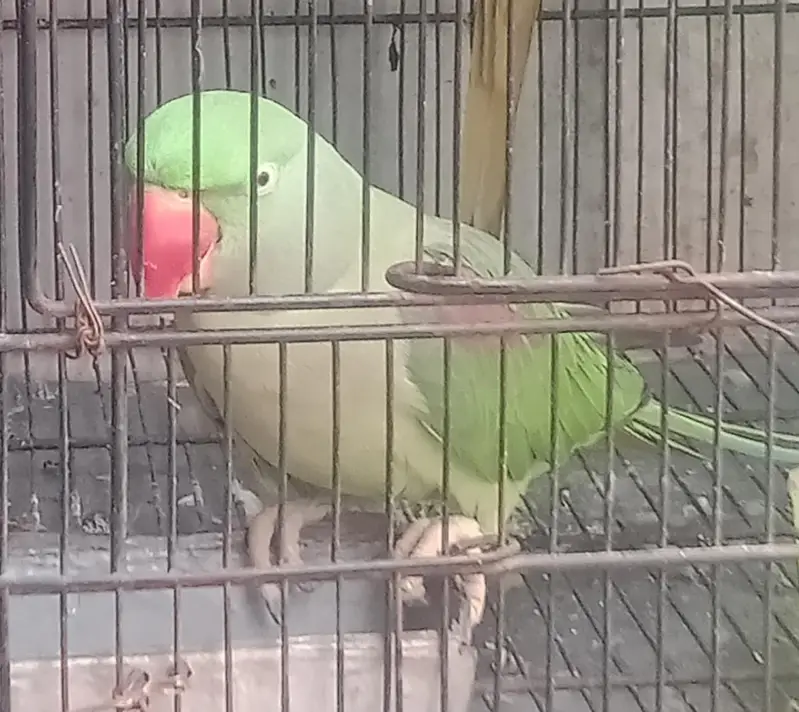 ringneck parrot and Alexandria parrot (Pahari toty) — photo 3