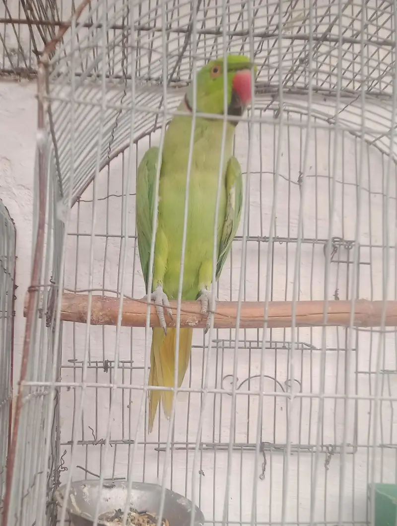 ringneck parrot and Alexandria parrot (Pahari toty) — photo 4