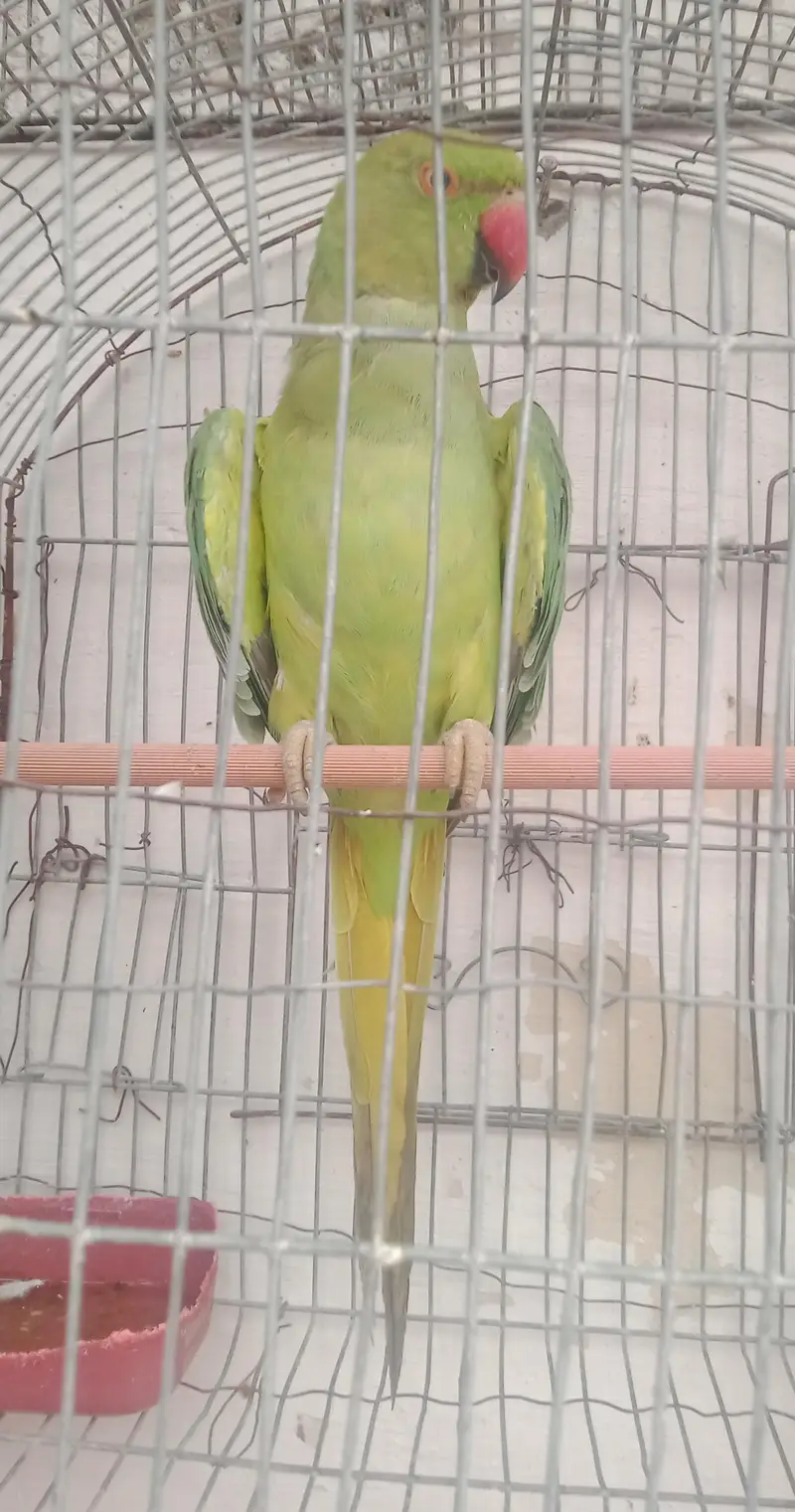 ringneck parrot and Alexandria parrot (Pahari toty) — photo 5