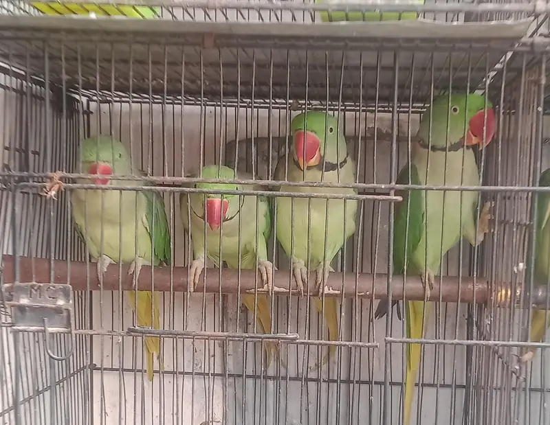 ringneck parrot and Alexandria parrot (Pahari toty) — photo 6